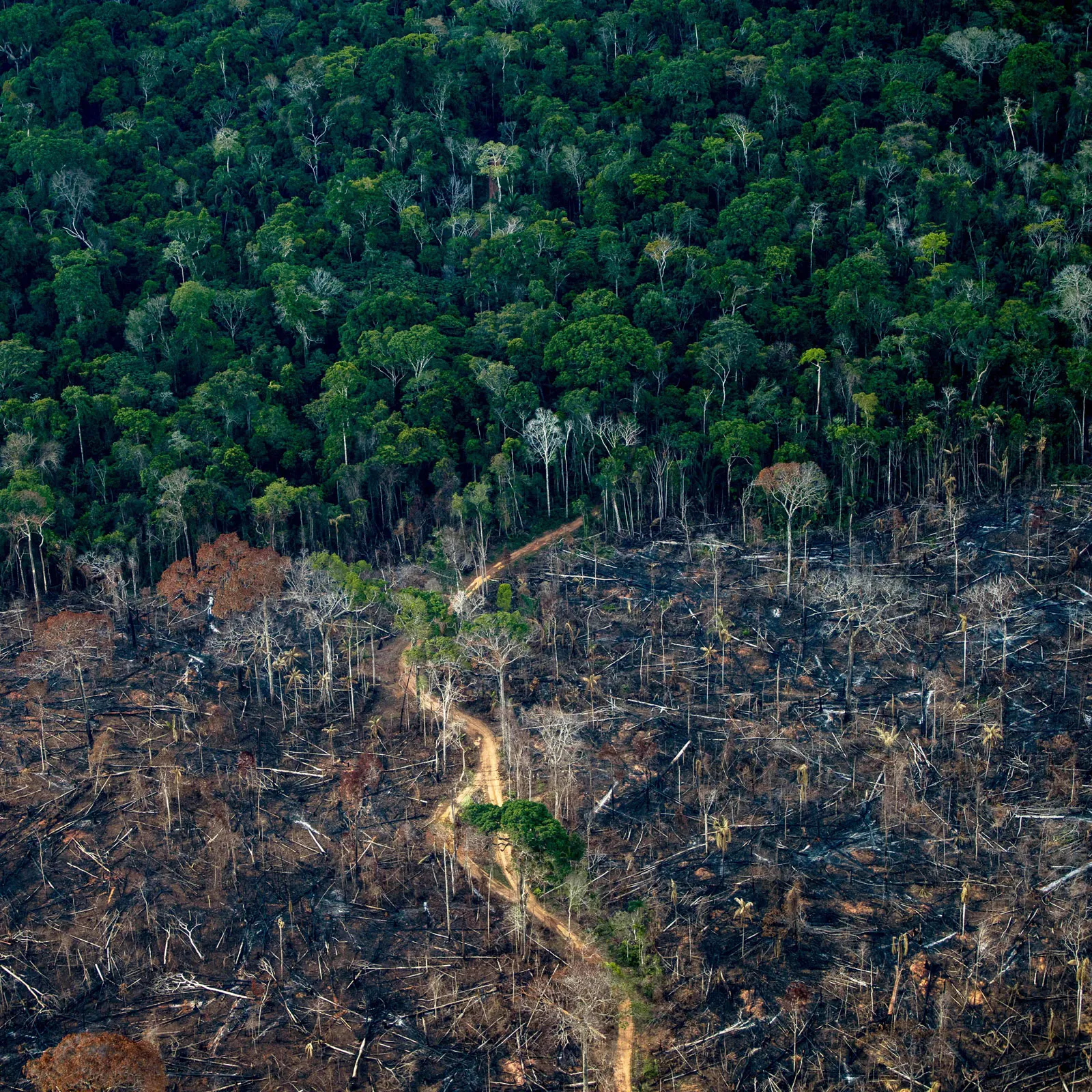 Hilangnya Keanekaragaman Hayati Akibat Penggundulan Hutan