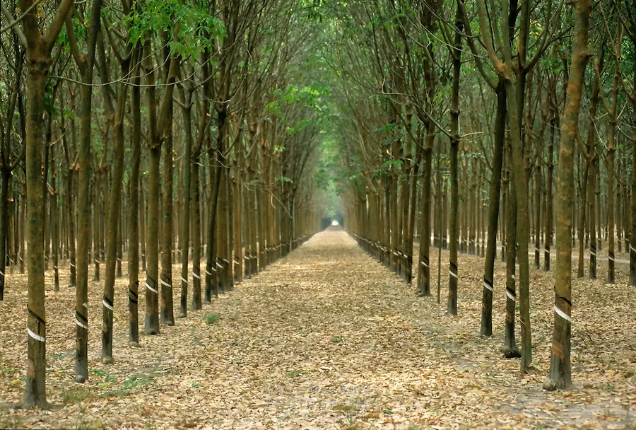Perkebunan Karet di Lampung