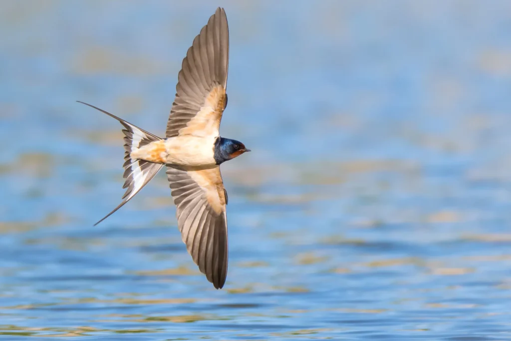 Gambar Burung Terbang untuk Berpindah Tempat