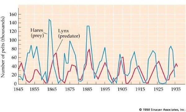 Grafik Hubungan Pemangsa-Mangsa Lynx dan Snowshoe Hare