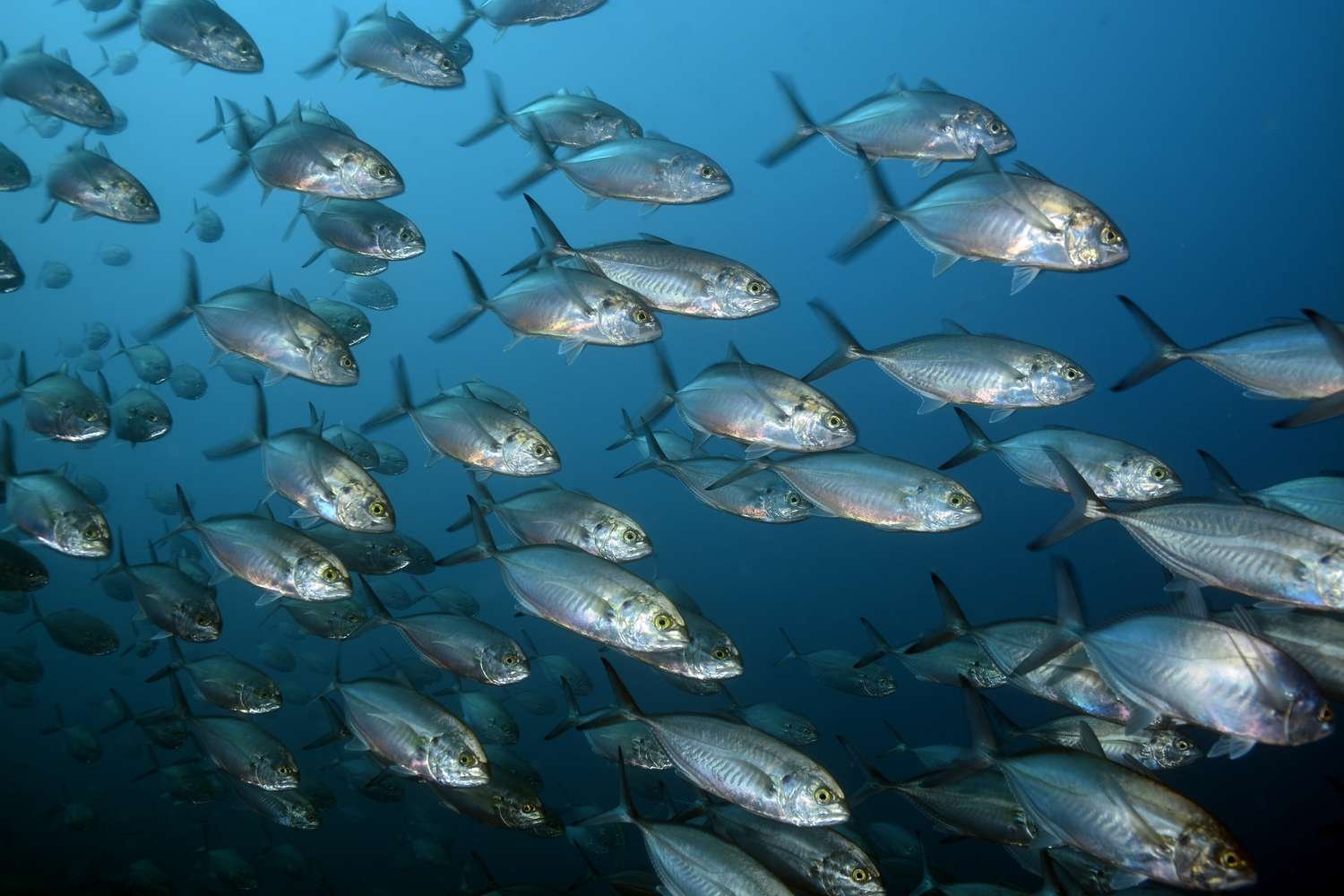 Sekumpulan Ikan Laut