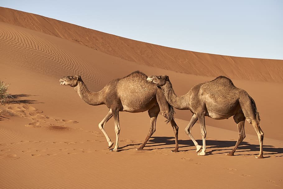 Unta di Padang Pasir Sahara Maroko